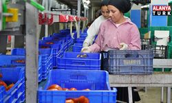 Ağustos ayında domates işlem miktar endeksi yüzde 56,70 azaldı