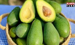 Alanya’da avokado heyecanı başladı! En ağırını yetiştiren ödülü kapacak