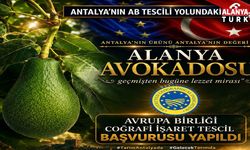 Alanya avokadosu Avrupa yolunda: AB tescili için başvuru yapıldı