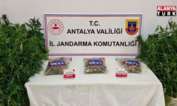 Gazipaşa'da 146 kök kenevir ve 1 kilo 150 gram esrar ele geçirildi