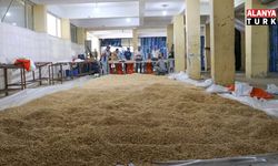 Cimbiti Yaylası’nda nohut bereketi: 500 kilo tohumdan 2,8 ton ürün