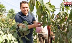 ALKÜ serasında ilk mango hasadı yapıldı