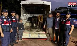 Hayvan hırsızlığı JASAT ekiplerince aydınlatıldı: 1 tutuklama