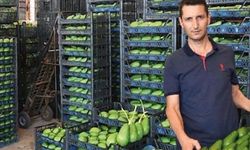 Tropik meyvede gözler ihracatta