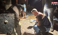 Gazipaşa'da ormanlık alanda kafatası bulundu