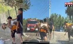 Kendisi küçük yüreği büyük; Besleyip büyüttüğü oğlağını yangın yerinden sırtında taşıyarak götürdü