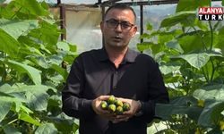 Alanya’da salatalık alarmı: Maliyet 18 TL, tarladaki fiyat 5 TL