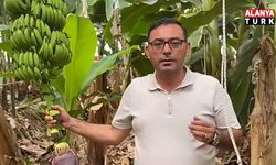 Alanya muzunda yeni beklenti: Üretici gözünü tavsiye fiyata çevirdi