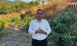 Göktepe’den avokado üreticilerine son uyarı: “Zamanı gelmeyen avokadoyu toplamayın”