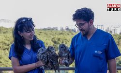 Ebeveynlerinin terk ettiği 3 Alaca Baykuş'un rehabilitasyonu tamamlandı