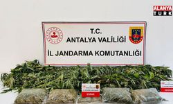 Alanya'da uyuşturucu operasyonunda 24 kök kenevir ve 2 kilo 642 gram esrar ele geçirildi