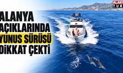Alanya açıklarında yunus sürüsü dikkat çekti
