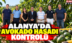 Alanya'da avokado hasadı kapsamında bilgilendirme yapıldı