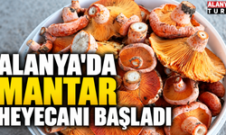 Alanya’da Mantar Heyecanı Başladı