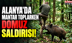 Alanya’da mantar toplarken domuz saldırısı!