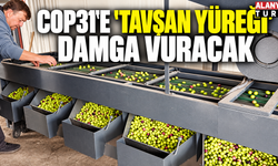 Tavşan Yüreği Zeytini COP31’e Damga Vuracak