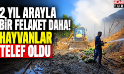 2 yıl arayla bir felaket daha! Hayvanlar telef oldu
