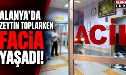 Alanya’da zeytin toplarken facia yaşadı!