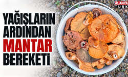 Yağışların ardından mantar bereketi