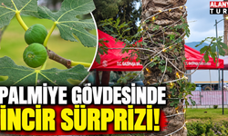 Palmiye gövdesinde incir sürprizi!
