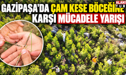 Gazipaşa’da Çam Kese Böceğine Karşı Erken Müdahale