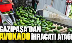 Gazipaşa'dan avokado ihracatı atağı