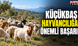 Küçükbaş hayvancılığa önemli başarı