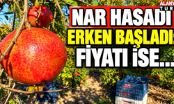 Antalya'da nar hasadı erken başladı: Fiyatı dikkat çekti