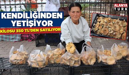 Ormanda sağanak yağmur altında kendiliğinden yetişiyor, kilogramı 350 TL'den satılıyor