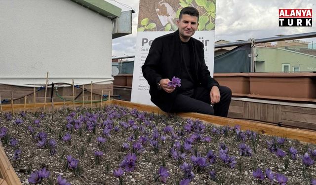 Ülkü Ocakları Genel Merkezi’nde safran hasadı
