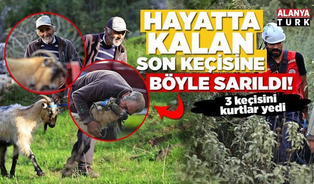 3 keçisini kurtlar yiyen yaşlı adam, kurtarılan son keçisine sarılıp doyasıya öptü