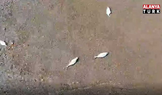 ALANYA'DA ÖLÜ BALIKLAR SAHİLE VURDU
