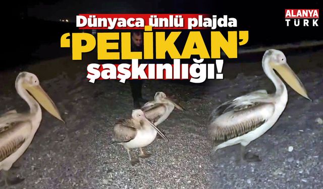 Konyaaltı Sahilinde Pelikan Şaşkınlığı