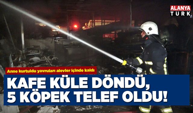 Konyaaltı Sahili'ndeki kafe yanarak küle döndü, 5 yavru köpek telef oldu
