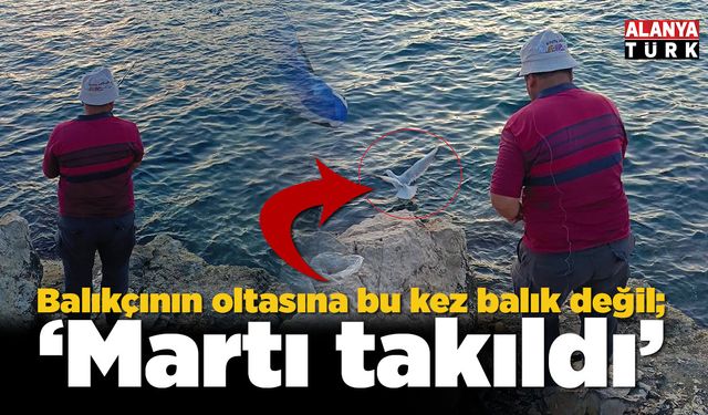 Oltaya bu kez balık yerine martı takıldı