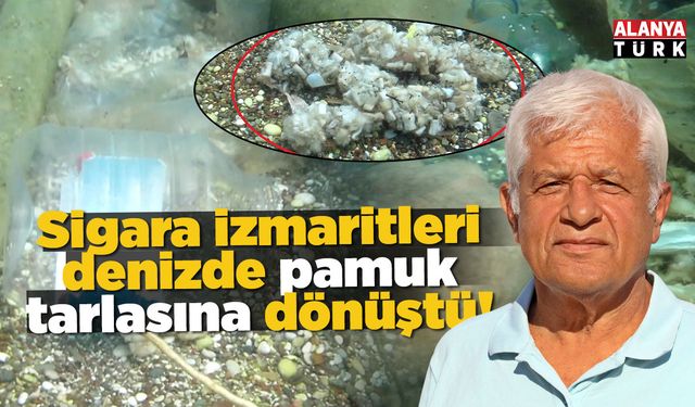 Sigara izmaritleri denizde pamuk tarlasına dönüştü