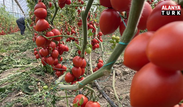 Kasım ayında domates ve sebze fiyat endeksinde büyük düşüş