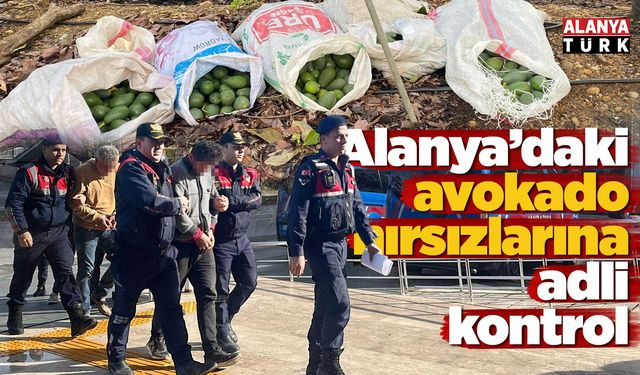 Alanya'daki avokado hırsızlarına adli kontrol kararı