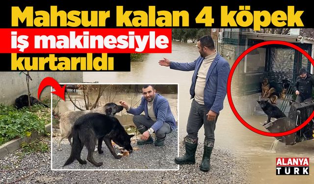 Mahsur kalan 4 köpek iş makinesiyle kurtarıldı