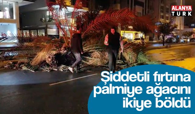 Şiddetli fırtına palmiye ağacını ikiye böldü