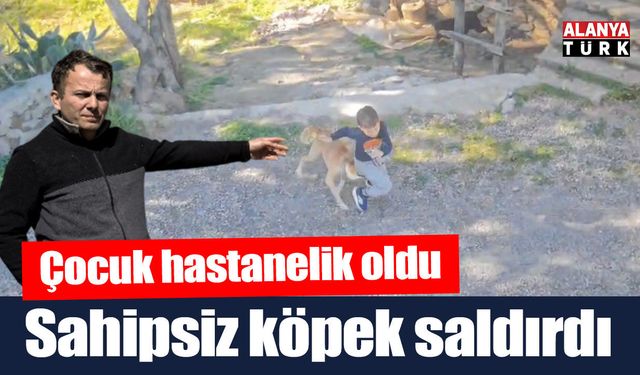 Sahipsiz köpeğin saldırısına uğrayan çocuk hastanelik oldu