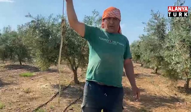 Serada karpuz toplarken yılanla burun buruna geldi