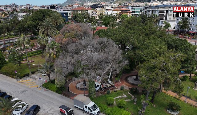Alanya'da Akdeniz çam kabuk böceğine karşı ortak mücadele başlatıldı