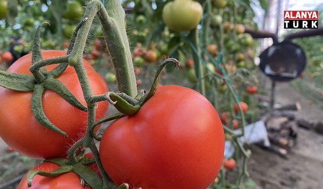 Antalya hallerinde Nisan ayında domatesin miktarı azaldı, fiyatı arttı