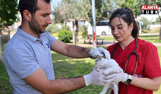 Büyükşehir’in hayvan ambulansı can dostların imdadına yetişiyor