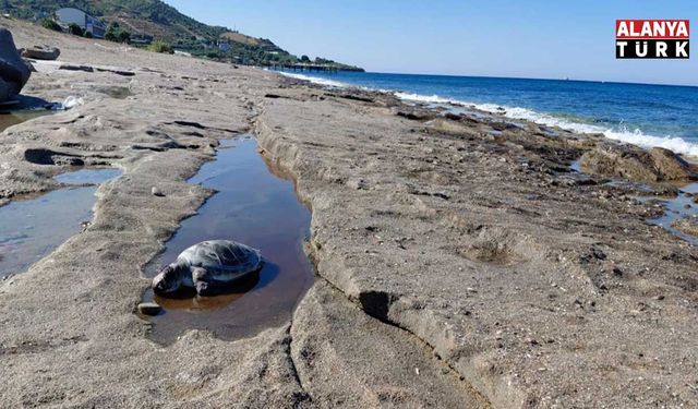 Alanya'da Sahilde 2 ölü caretta caretta bulundu