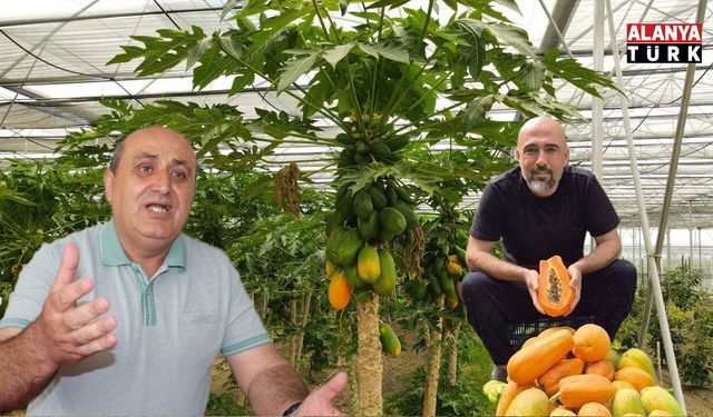 Alanya tarımında “tropikal” gerginlik