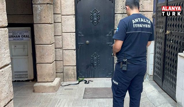 Namaza gelen cemaat karşılaştıkları yılanı önce oyuncak sandı, hareket edince telefona sarıldı