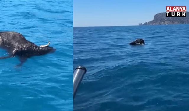 Alanya Kalesi açıklarında denizde ölü keçi bulundu