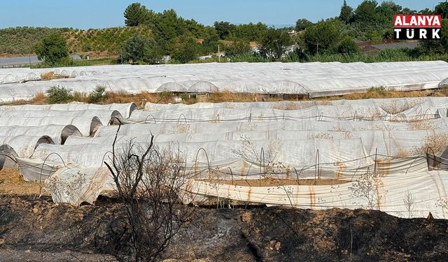 Antalya'daki yangında seralar zarar gördü